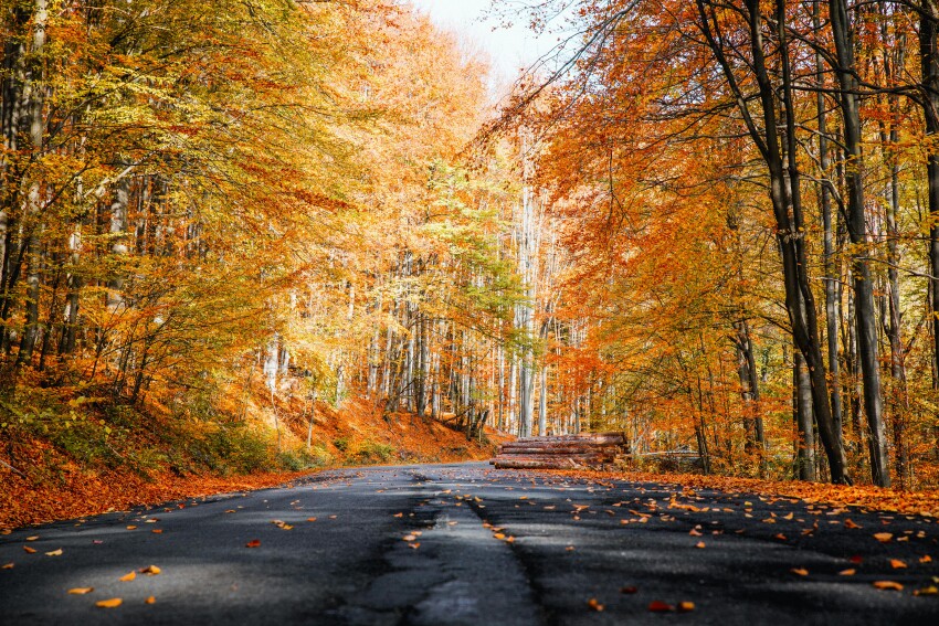 Colorful Road in Autumn